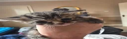 Mixed Breed cats for sale: Tabby kittens  - Advert 20