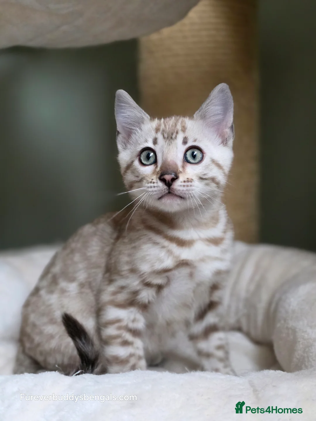 Bengal cats for sale: Gorgeous Rosetted Bengal Kittens  in Congleton - Advert 21