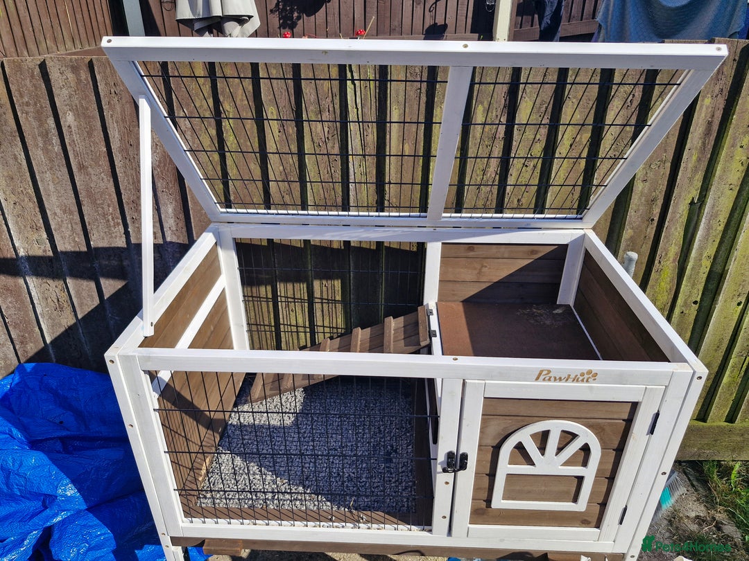 Lionhead rabbits for sale: Lionhead rabbit  - Image 4