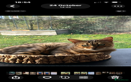 Bengal cats for sale: Beautiful Bengal  - Image 4