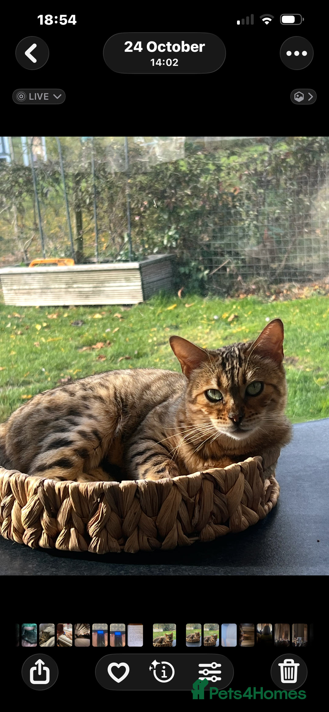 Bengal cats for sale: Beautiful Bengal  - Image 4
