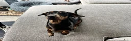 Miniature Dachshund dogs for sale: 7 month old miniature dachshund - Advert 2