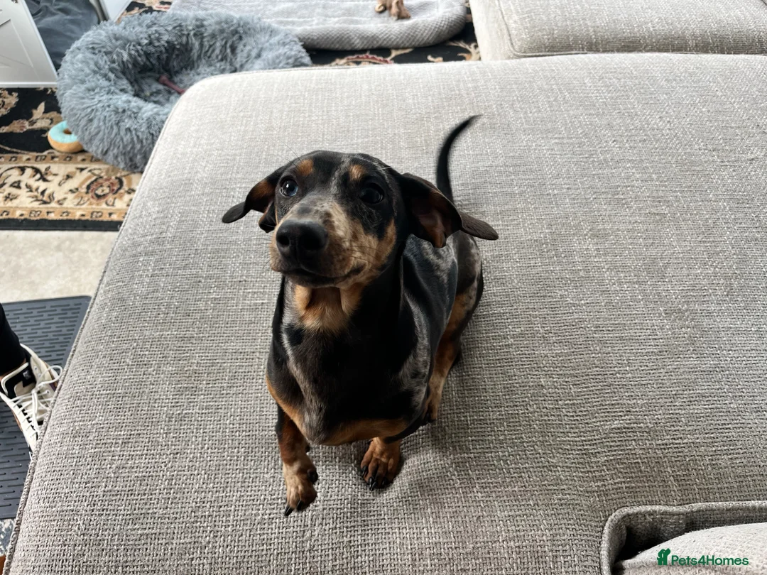 Miniature Dachshund dogs for sale: 7 month old miniature dachshund - Advert 2