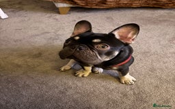French Bulldog dogs for sale: Beautiful Health Checked French bulldog  - Image 5