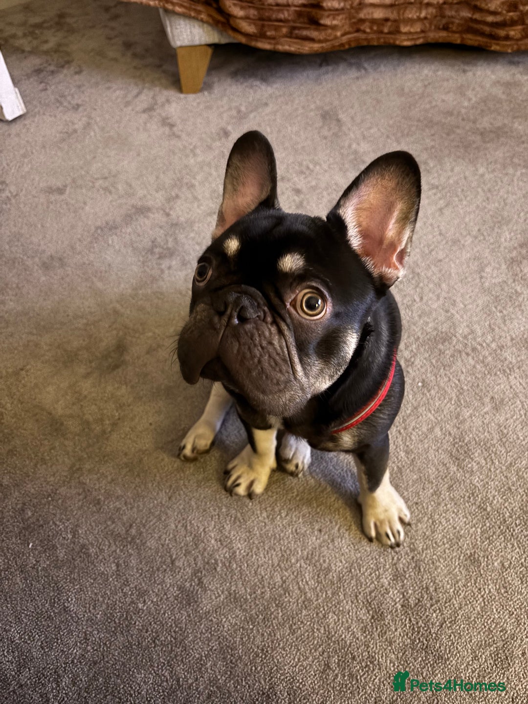 French Bulldog dogs for sale: Beautiful Health Checked French bulldog  - Image 5