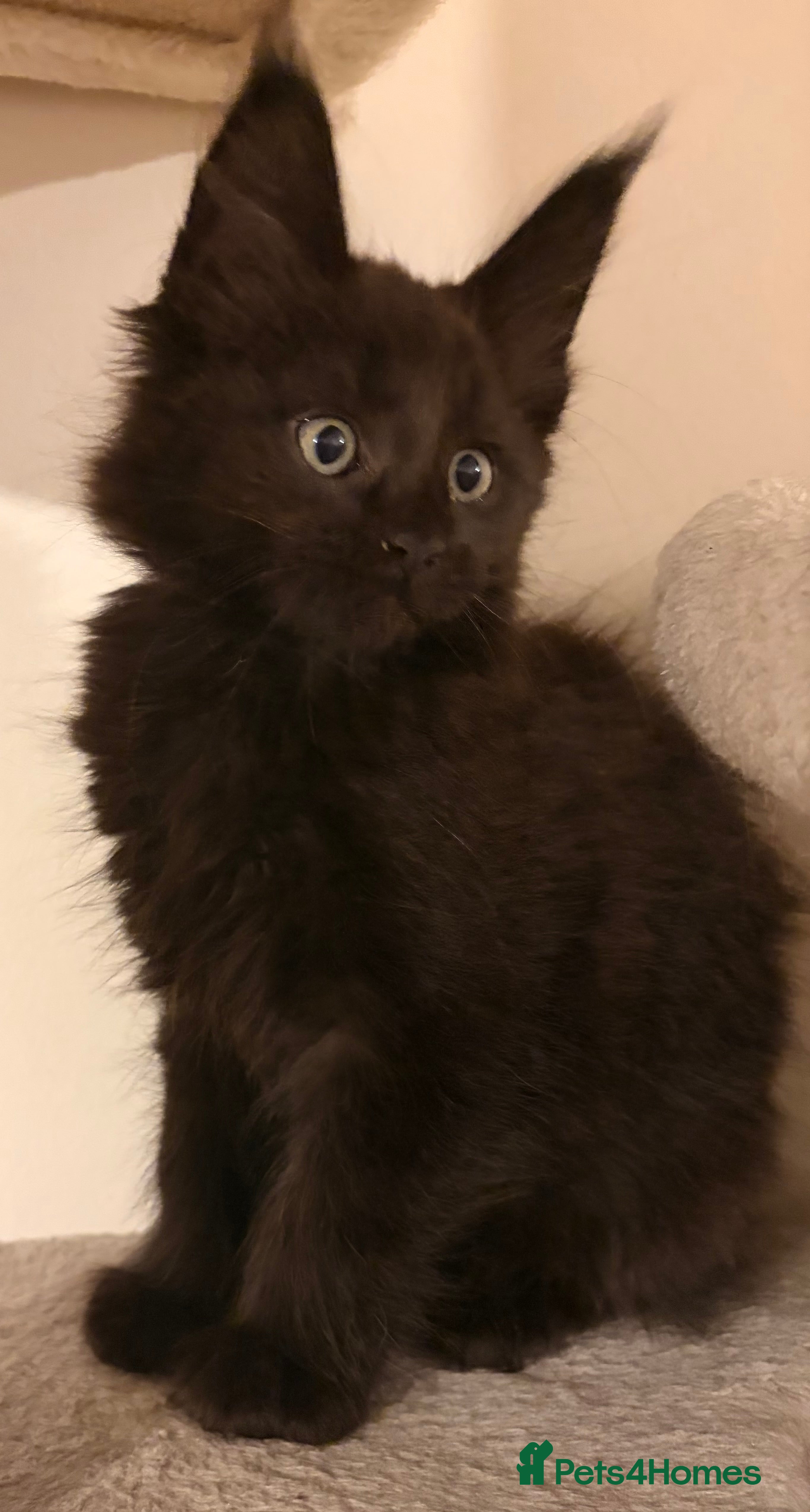 Maine Coon cats Halloween babies 🎃🐈‍⬛ last girl left! - Advert 5