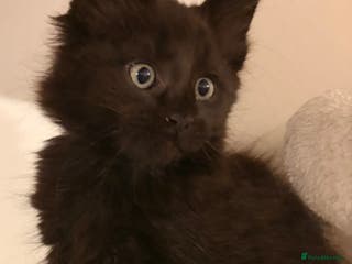Maine Coon cats Halloween babies 🎃🐈⬛ last girl left! - Advert 5