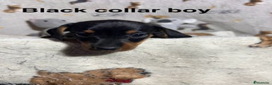 Dachshund Puppy 6 ( black collar boy )