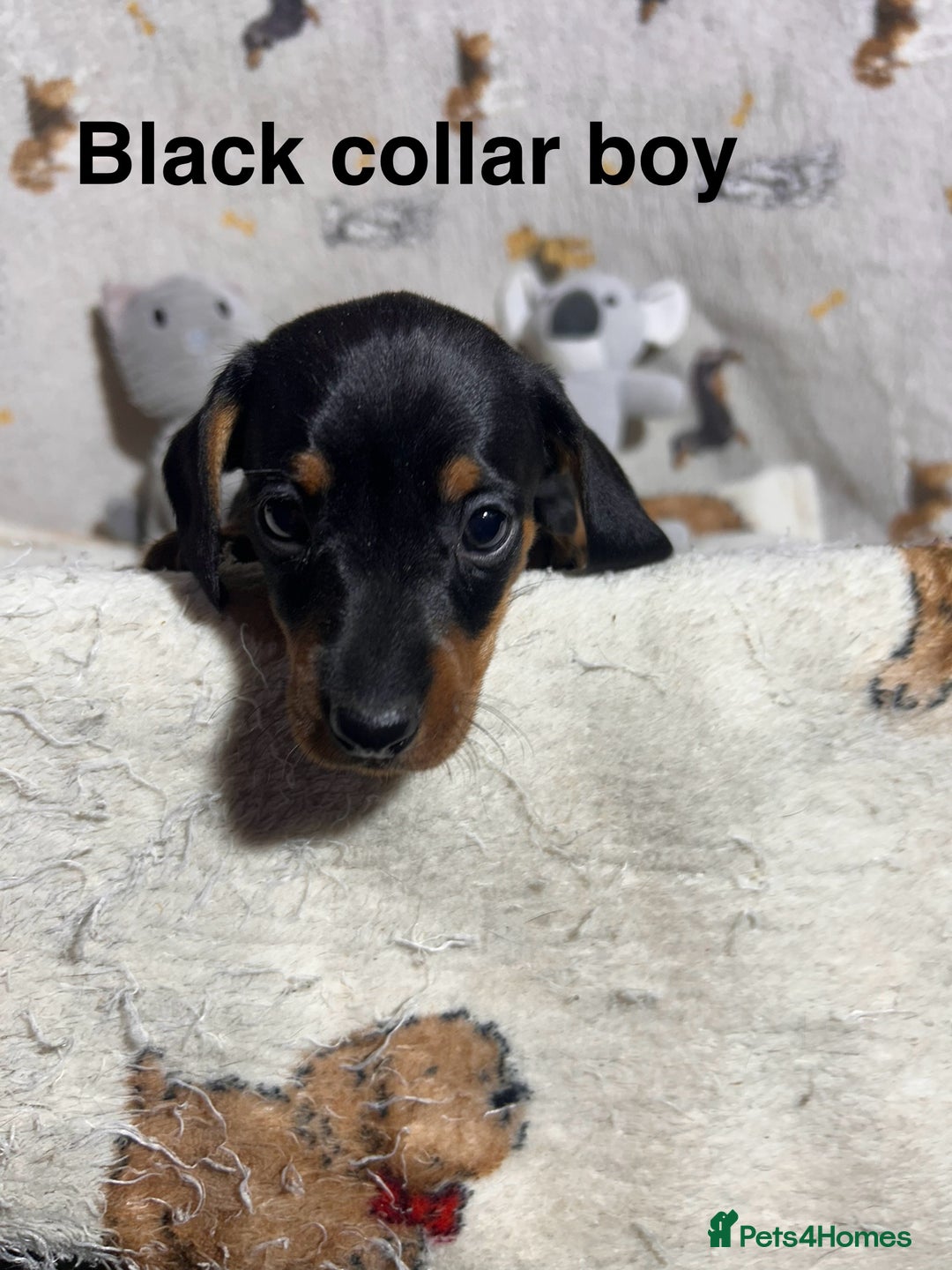 Dachshund dogs for sale: Black tan dachshund puppies  - Advert 7