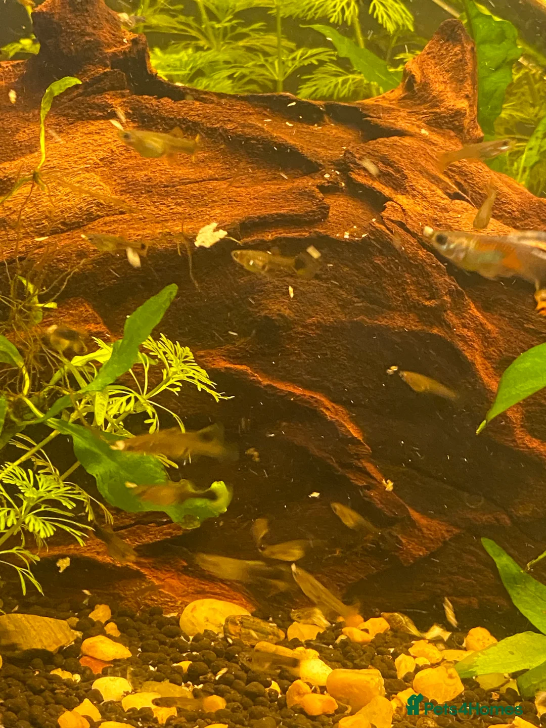 Live Bearers fish for sale: Guppy fry  in Leigh - Advert 4