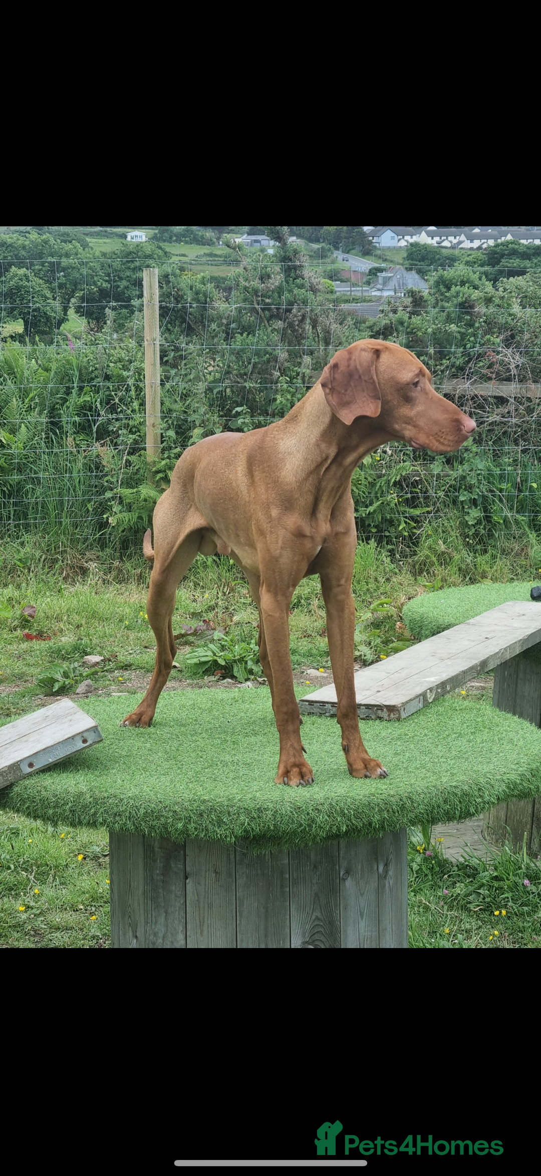 Hungarian Vizsla dogs for sale: daisy has given birth to 8 beautiful puppies  - Advert 4