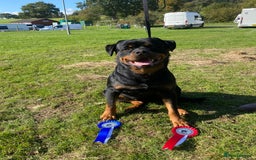 Rottweiler dogs for stud: Proven handsome ADRK KC registered Rottweiler  in Milford Haven - Image 18