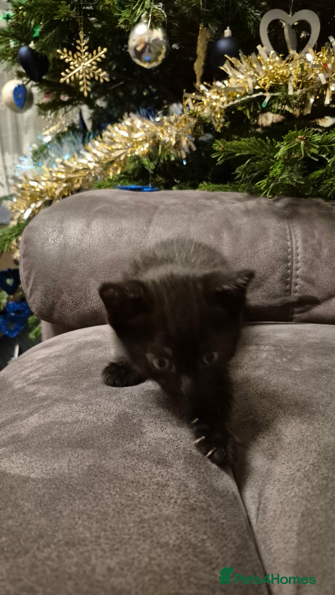 Mixed Breed cats for sale: Kittens  - Advert 9