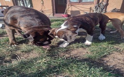 Boxer dogs for sale: Boxer broders  - Image 3