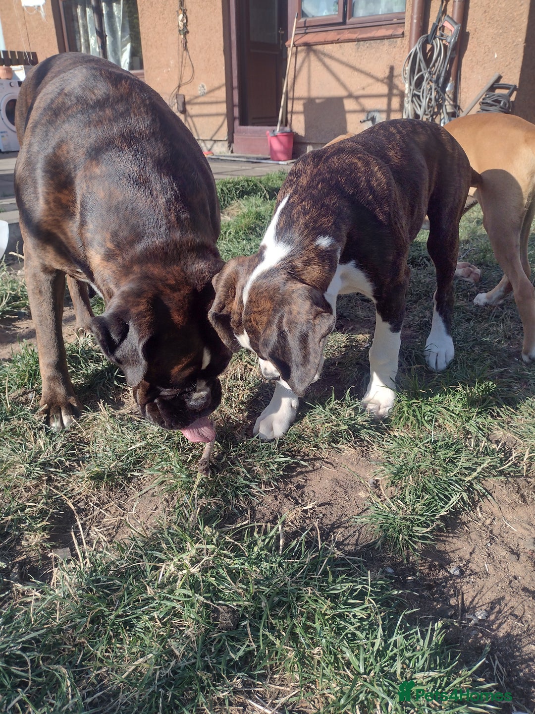 Boxer dogs for sale: Boxer broders  - Image 3