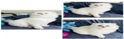 Scottish Fold cats for sale: Pedigree TICA registered boy kittens  - Advert 3