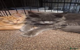 Maine Coon cats for sale: Maine Coon pedigre XL - Image 15