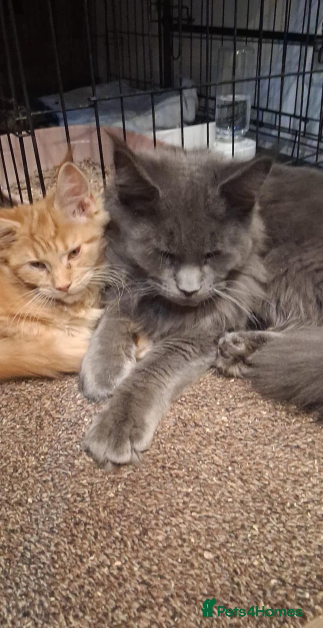 Maine Coon cats for sale: Maine Coon pedigre XL - Image 15