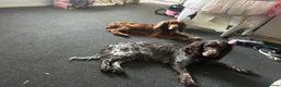 Sprocker dogs for sale: Sprockers  puppys  - Advert 2