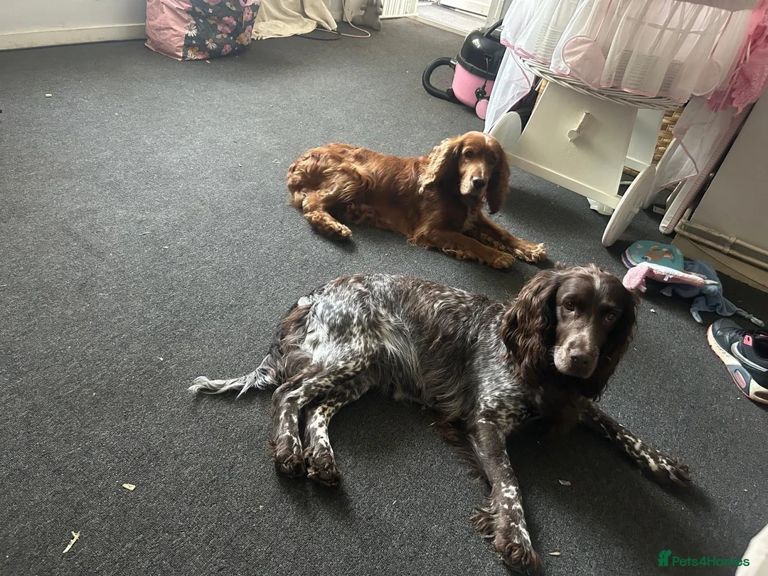 Sprocker dogs for sale: Sprockers  puppys  - Advert 2