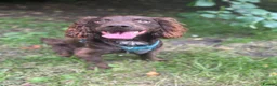 Cocker Spaniel dogs for stud: Dougie the chocolate stud - Advert 3