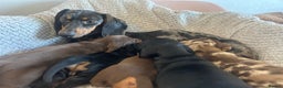 Dachshund dogs for sale: Dachshund puppy - Advert 1