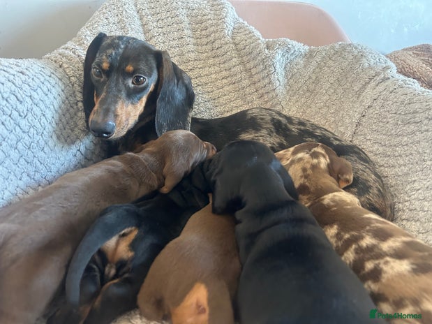 Dachshund dogs Dachshund puppy - Advert 1