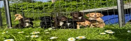 Cocker Spaniel dogs for sale: Cocker spaniel puppies in Ross-on-Wye - Advert 5
