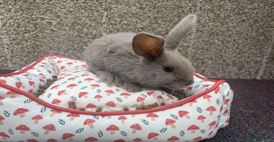 Mixed Breed rabbits - Advert 12