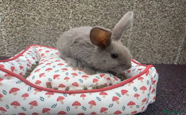 Mixed Breed rabbits - Advert 1