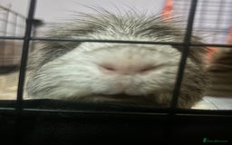 Guinea Pig rodents for sale: Geralt and Nugget  - Image 13