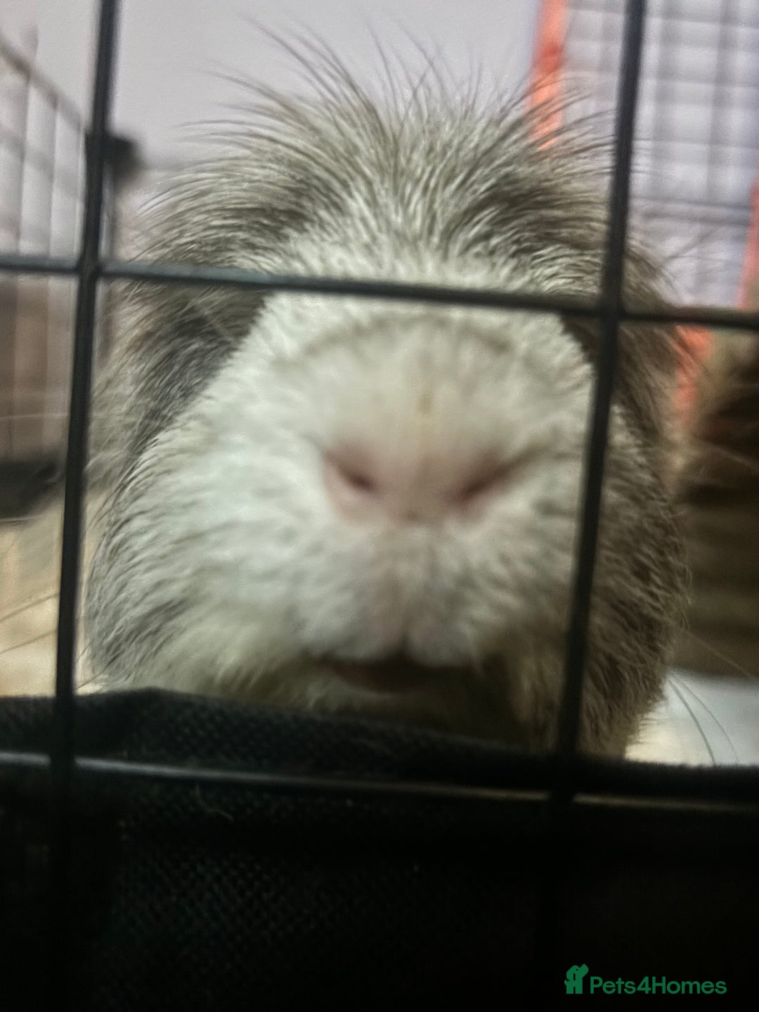 Guinea Pig rodents for sale: Geralt and Nugget  - Image 13