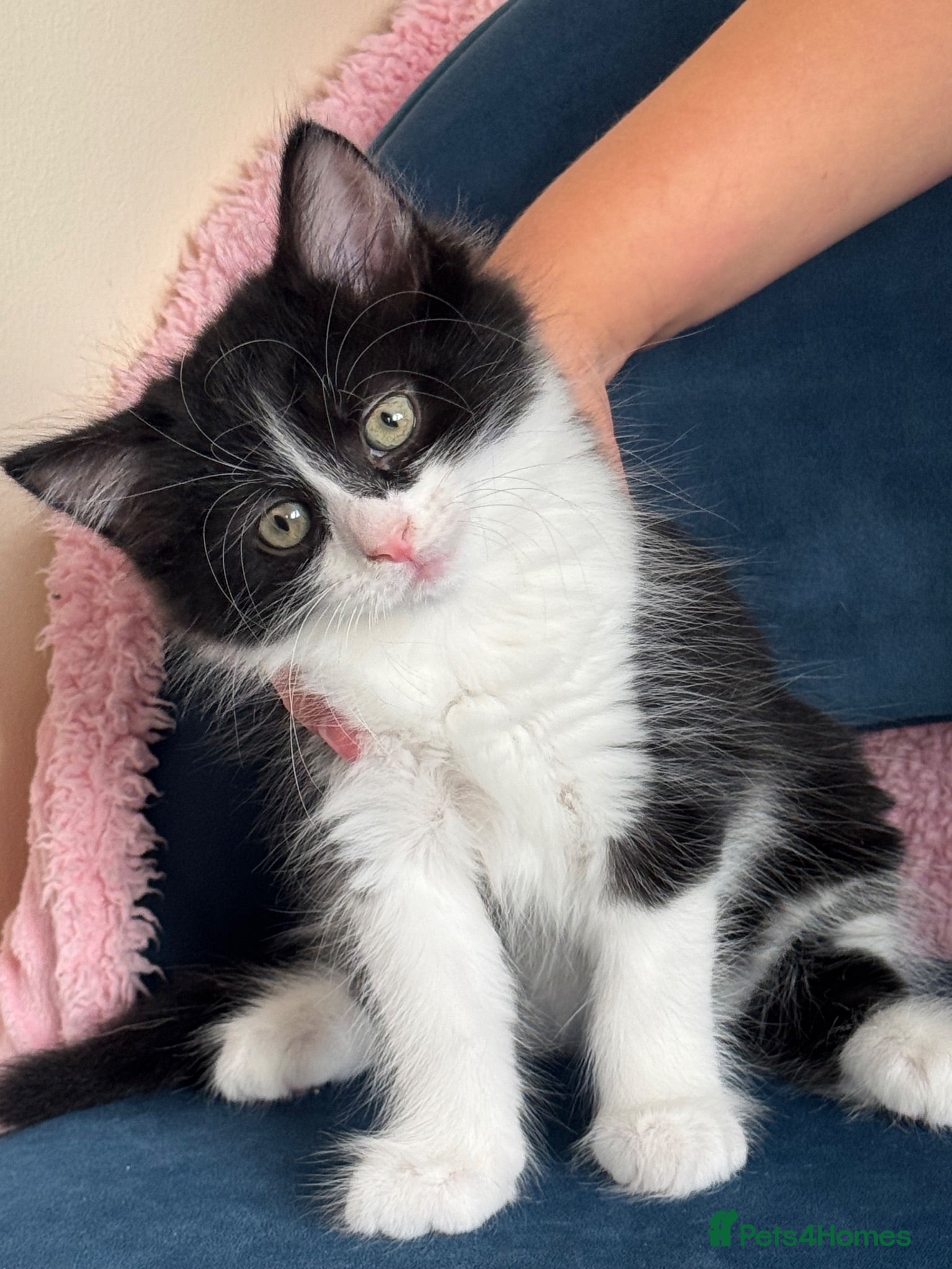 Mixed Breed cats * 7 BEAUTIFUL KITTENS * 4 FEMALE AND 3 MALE * - Advert 2