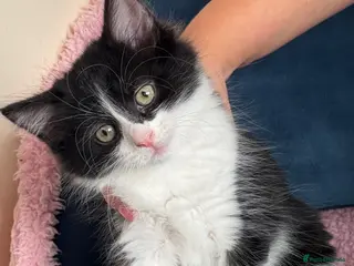 Mixed Breed cats * 7 BEAUTIFUL KITTENS * 4 FEMALE AND 3 MALE * - Advert 2