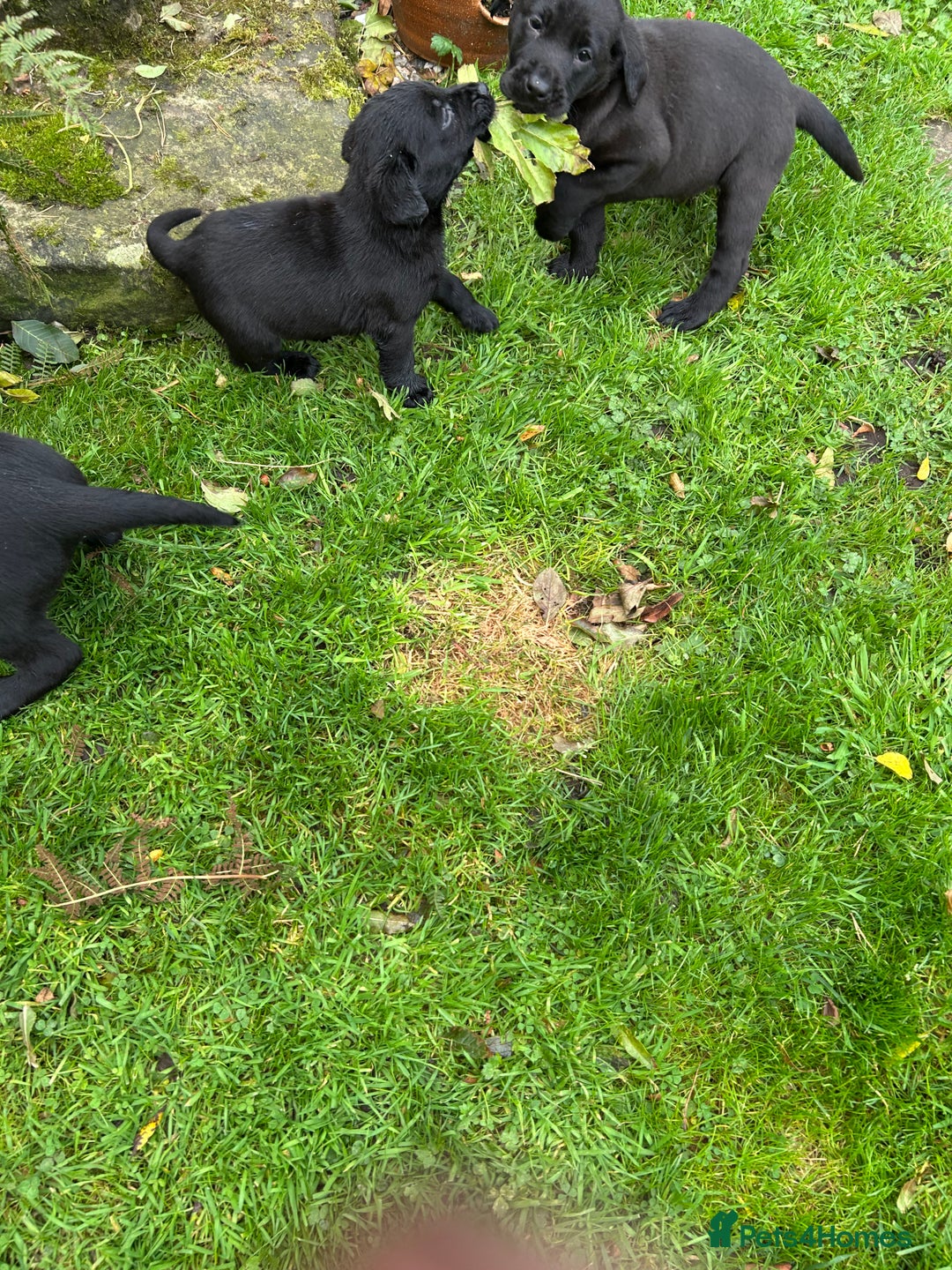 Labrador Retriever dogs for sale: Labrador pups  - Image 14