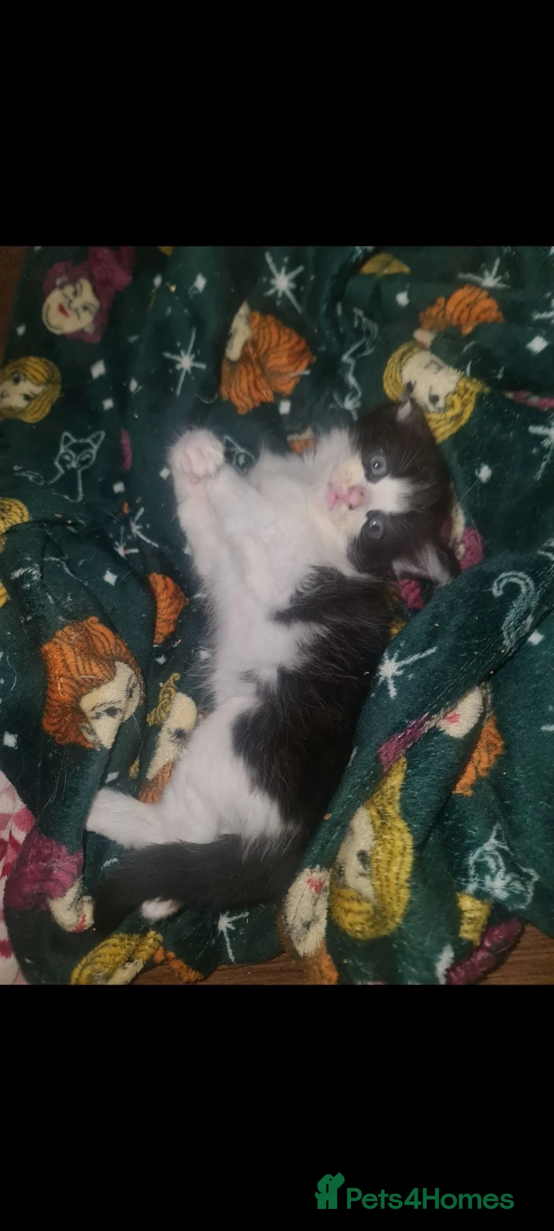 Mixed Breed cats for sale: 6 beautiful kittens  - Advert 2