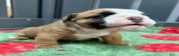 English Bulldog dogs for sale: Beautiful English Bulldog Puppies Available in Manchester - Advert 6