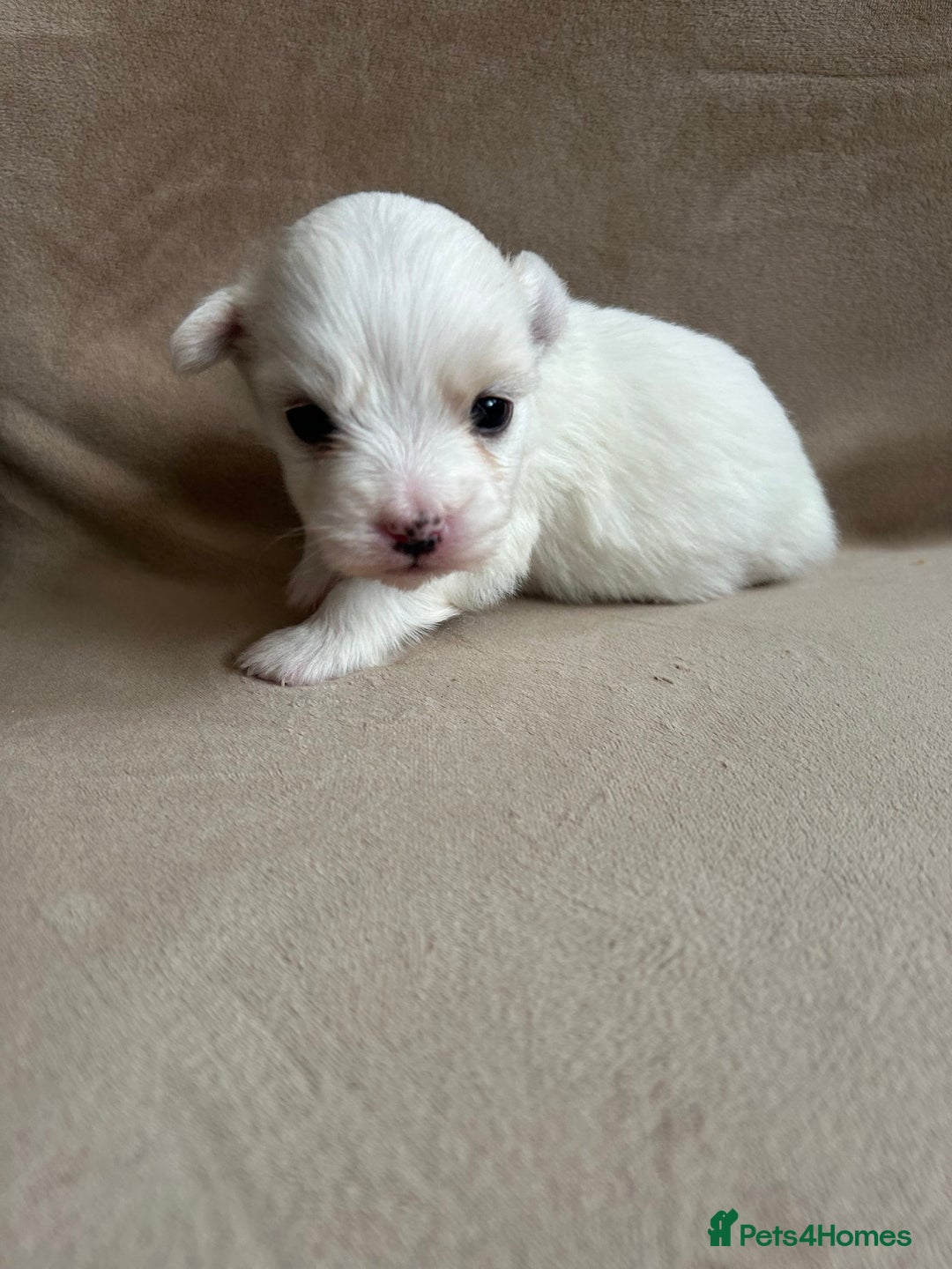 Coton De Tulear dogs for sale: Coton de Tulear puppies  - Image 13