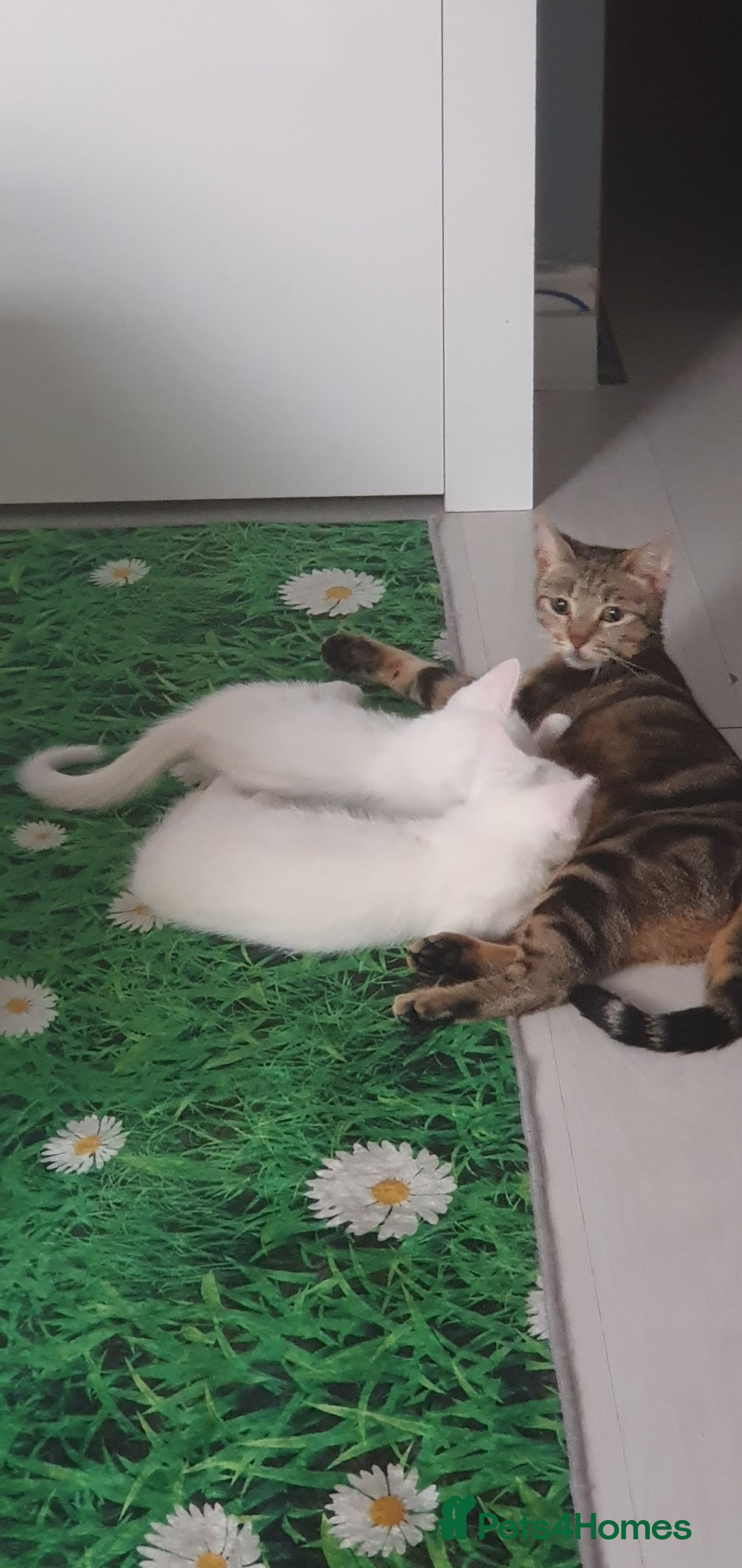 Mixed Breed cats Withe angora dad x mum toby kittens for sale - Advert 2