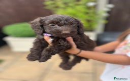 Mixed Breed dogs for sale: Beautiful cockapooXspringer puppies - Image 18