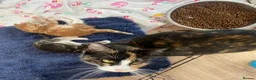 British Shorthair cats for sale: Stunning, well handled kittens ready to leave mum! - Advert 12