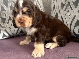 Cocker Spaniel dogs Show type Cocker spaniels - Advert 1