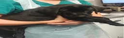 Labrador Retriever dogs for sale: Mr Orange – Gorgeous Black Labrador Boy - Advert 16