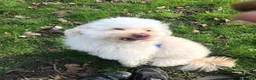 Maltipoo dogs for sale: Beautiful Maltipoo — Loving and Healthy  in Newcastle upon Tyne - Advert 3