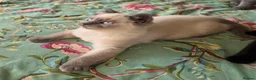 British Shorthair cats for sale: British shorthair kittens from 2 litter - Advert 3