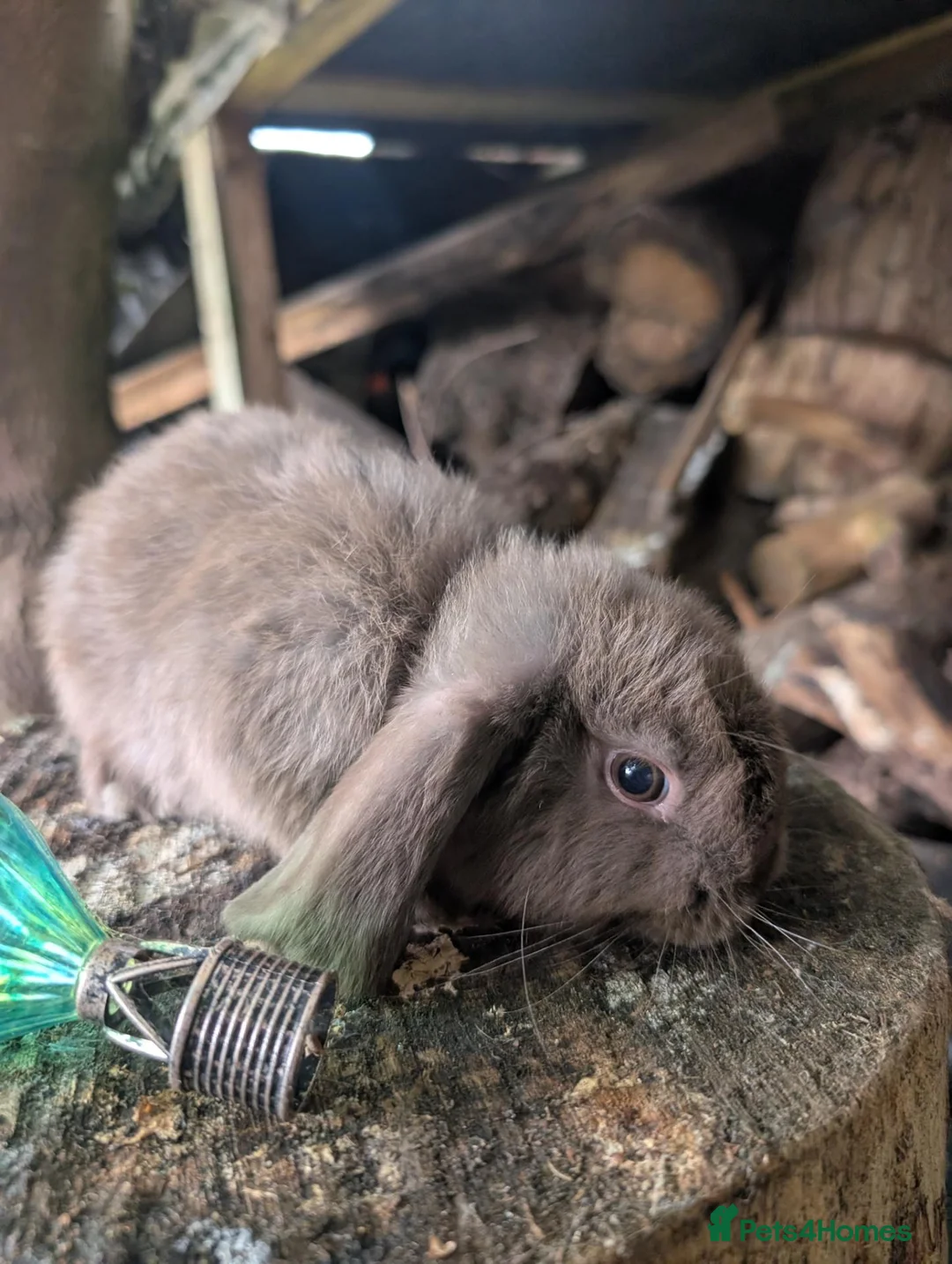 Mini Lop rabbits for sale: Beautiful mini lops  - Advert 8