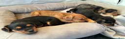 Mixed Breed dogs for sale: Jack Russell Mix Breed Puppies in Woodbridge - Advert 11