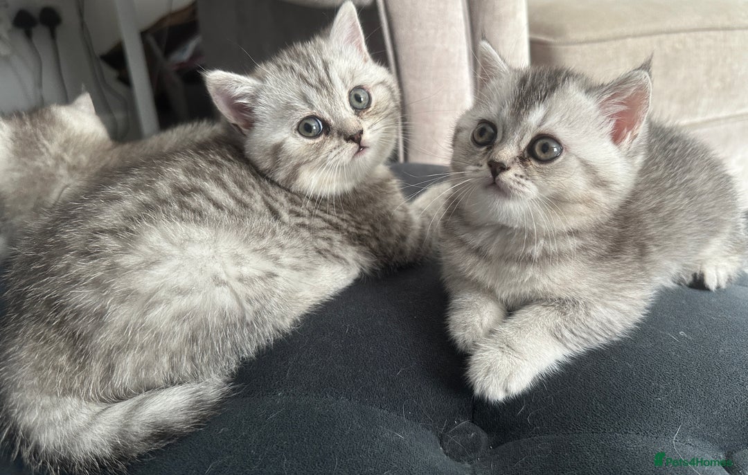British Shorthair cats for sale: 😻Beautiful BSH Active GCF Kittens🌈 Ready Now! - Image 6