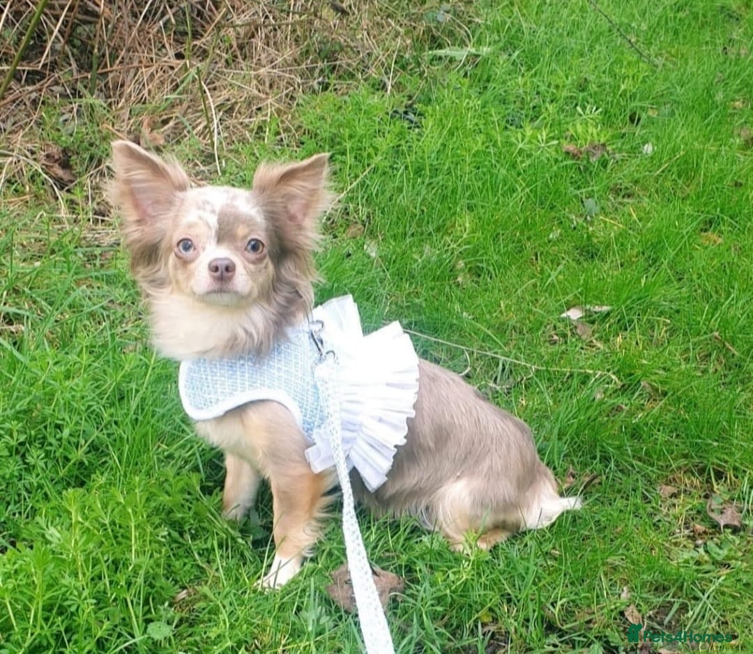 Chihuahua dogs for sale: Chihuahua baby boy  - Image 4