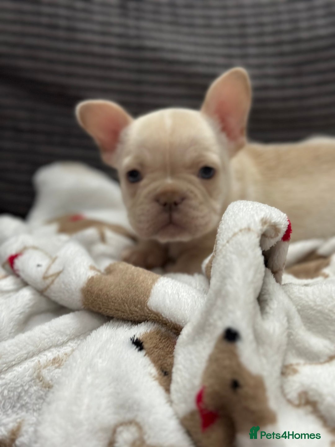 French Bulldog dogs for sale: French bulldog puppies Ready Now! - Advert 27